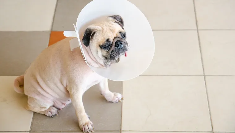 Pug dog while wearing Elizabethan collar neck in the shape of a cone for protection its to scratch eyes
