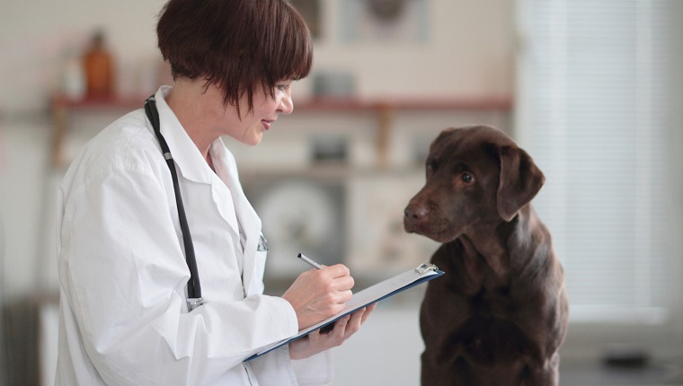 Giving Dogs Acetaminophen With Other Meds