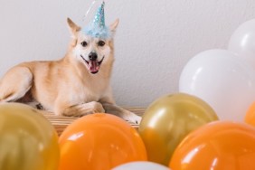 Roscoe the Shiba Mix is celebrating his 6th Birthday!