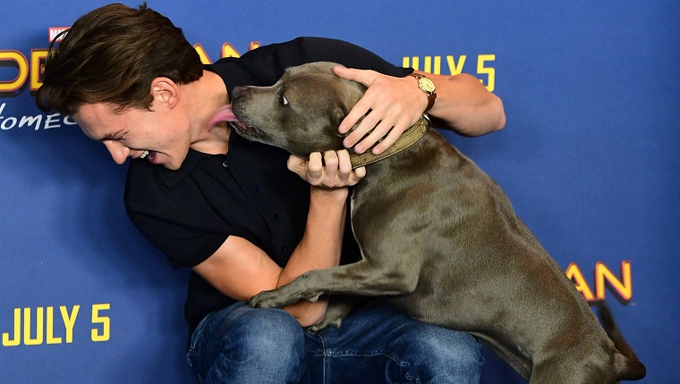 Tom Holland and a dog named Tessa attending the Spider-Man: Homecoming Photocall held at the Ham Yard Hotel, London. (Photo by Ian West/PA Images via Getty Images)