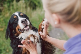 Woman giving high five to her bernese mountain dog outdoor.