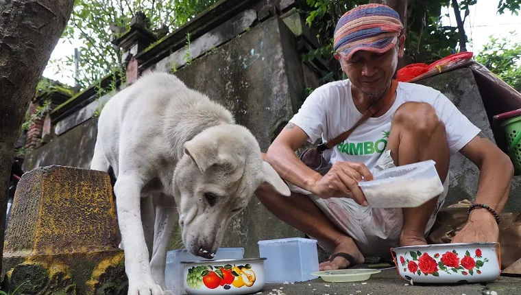 BALI, INDONESIA - FEBRUARY 8: Arif Hendrasto feeds the stray dogs in Ubud streets, Gianyar regency, Bali, on February 8, 2018. Over the past four years, every night, Arif assists his wife to prepare the dog foods made from a mix of rice and chicken's liver and wings. It was made without seasonings to prevent dogs from eating poisoned baits. There are thousands of stray dogs roaming in Bali streets, facing various death threats every day, such as indiscriminate killing, poisoning, brutal bashing, and dog meat trade despite numerous efforts from local government to stop it. Various foundations and volunteers in Bali work to rescue the abandoned dogs and eradicate rabies virus in their area. (Photo by Mahendra Moonstar/Anadolu Agency/Getty Images)