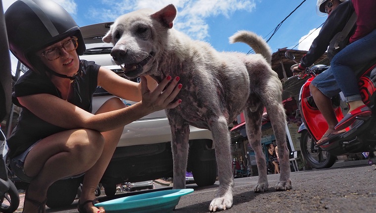 BALI, INDONESIA - FEBRUARY 9: Prue Barber, a dog lover and volunteer, gives medicine to a sick dog in Ubud street of Gianyar regency, Bali, Indonesia, on February 9, 2018. There are thousands of stray dogs roaming in Bali streets, facing various death threats every day, such as indiscriminate killing, poisoning, brutal bashing, and dog meat trade despite numerous efforts from local government to stop it. Various foundations and volunteers in Bali work to rescue the abandoned dogs and eradicate rabies virus in their area. (Photo by Mahendra Moonstar /Anadolu Agency/Getty Images)