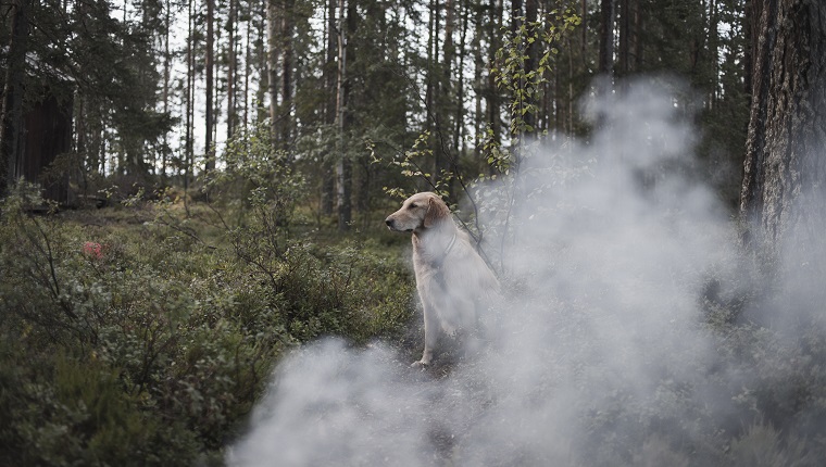 Dog sitting by smoke in forest