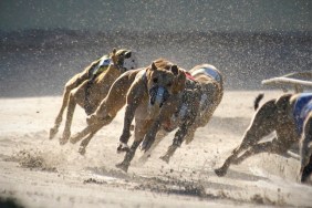 Greyhounds racing: 4 of 7.