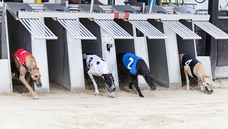 Starting greyhounds on racetrack. Traditional greyhound uniforms - no specific property traceable. Minor motion blur