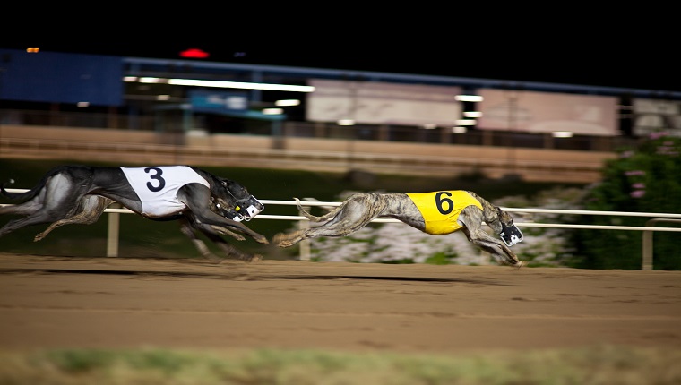 "Greyhounds at the race track in motion, the uniforms are traditional greyhound uniforms and hold no specific property to the track."