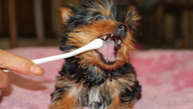 Close-Up Of Brushing Dogs Teeth