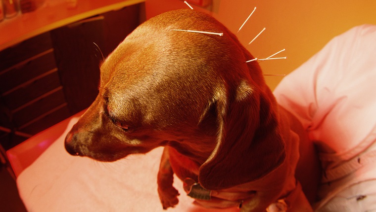 Dachshund getting acupuncture treatment, close-up, elevated view