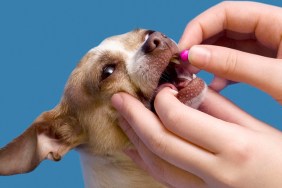 Person putting pill in dog's mouth