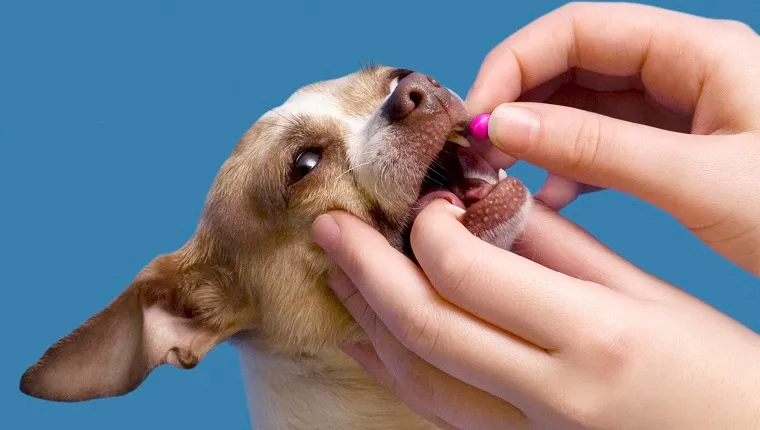 Person putting pill in dog's mouth