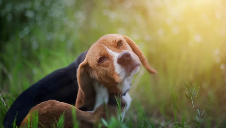 Beagle dog scratches its body in the wiild flower field.