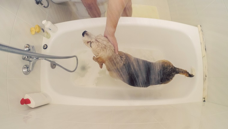 Dog in bath