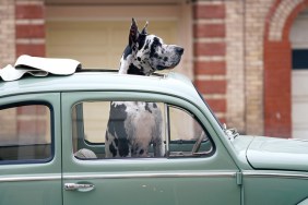 GREAT DANE WITH HEAD OUT OF SUNROOF