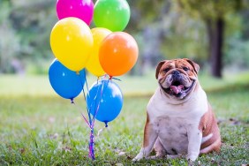 Bulldog And Balloons