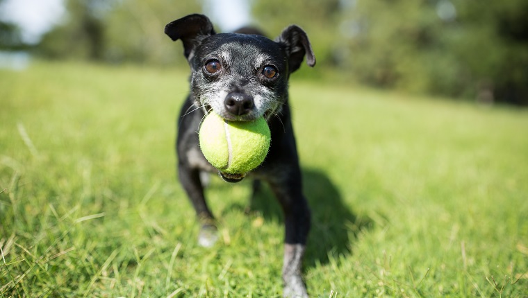 Photos of dogs wearing baseball gear on National Dog Day