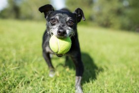 A small dog with a tennis ball in a park on a sunny day.