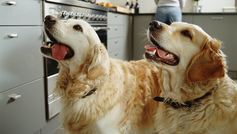 Two golden retrievers in kitchen, woman in background
