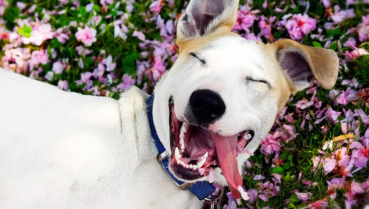 happy dog among the flowers in the meadow.