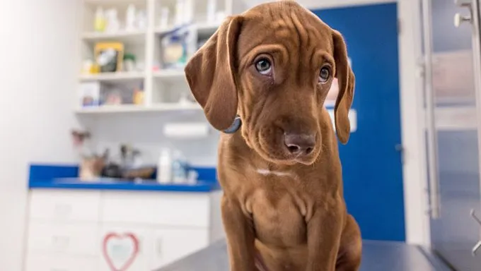 Dog Ate Pot - puppy at vet