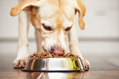 dog eating kibble processed food
