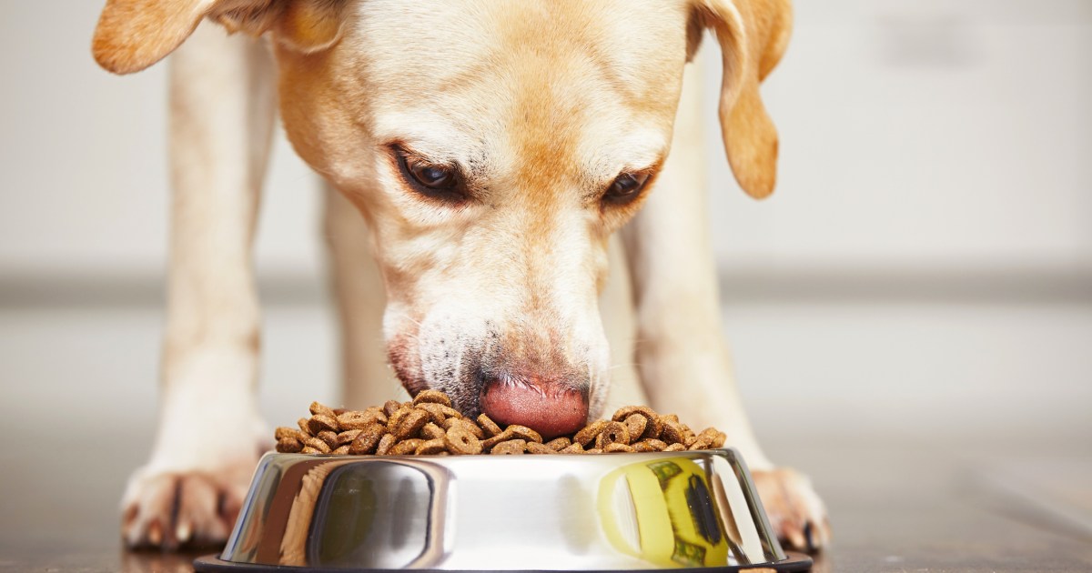 Must-Have Dog Essentials - Food Family and Chaos