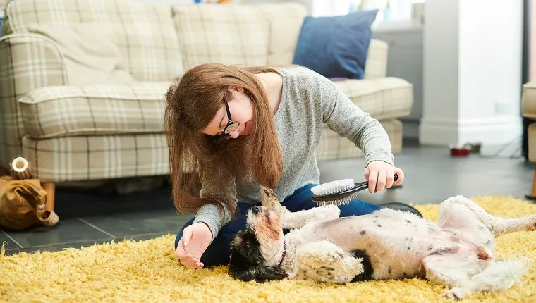 teenage girl grooming her dog