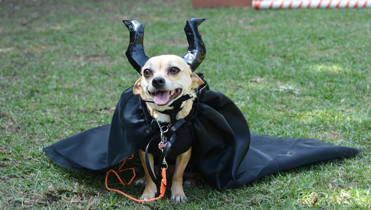 Cute chihuahua pet dog wearing a Maleficent's homemade costume