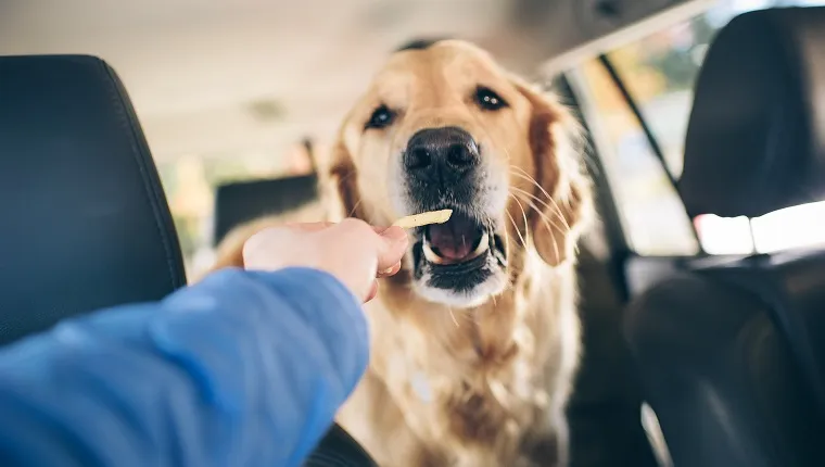 Can dogs sale have fries