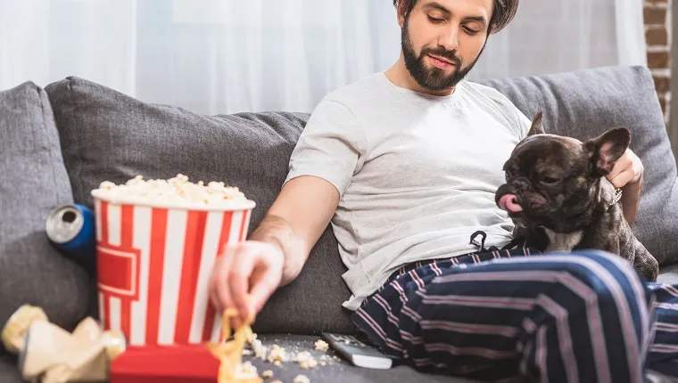 handsome loner palming bulldog and taking french fries on sofa in living room