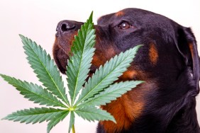 Detail of cannabis leaf and rottweiler dog isolated over white - medical marijuana for pets concept