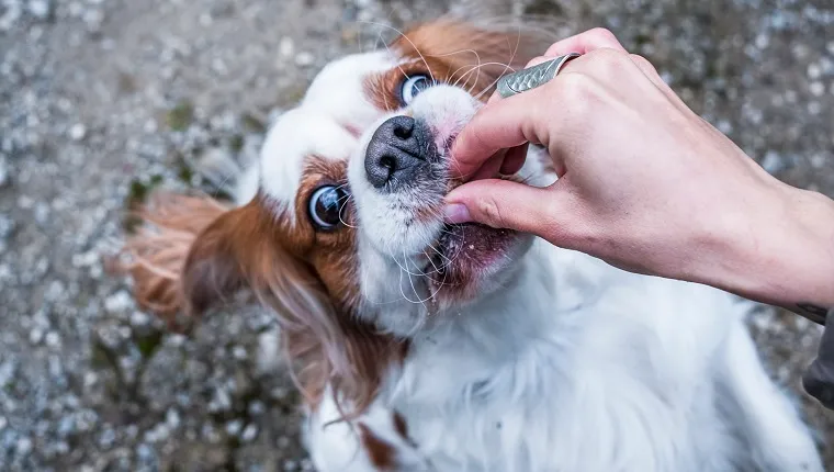 Flea medicine for outlet dogs causing seizures