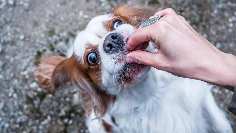 Little dog eating from hand.