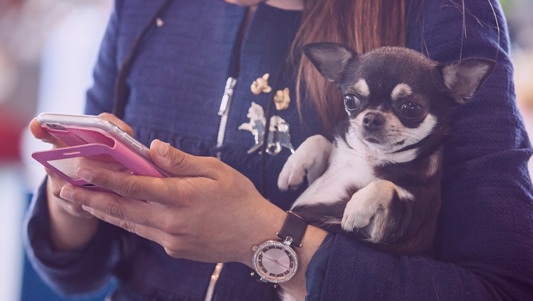 Chiwawa dog over woman arms while she looks her mobile phone