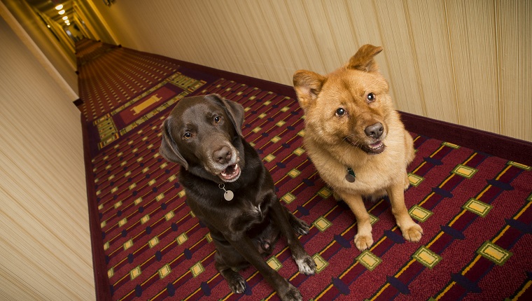 Dogs in pet friendly hotel corridor