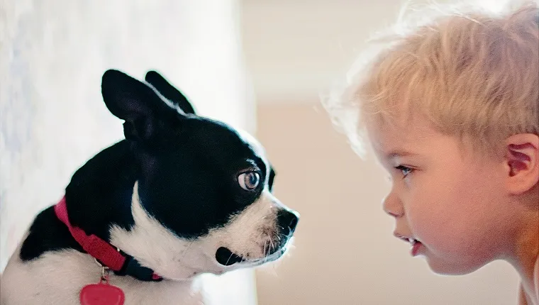 The image is of a Boston Terrier puppy and a toddler boy approximately 2-5 years of age with blond hair,blue eyes, and fair skin. The puppy and the boy are staring at each other. This image is a side profile view of the two subjects