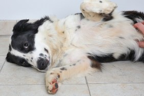 Border Collie dog in an animal shelter waiting to be adopted