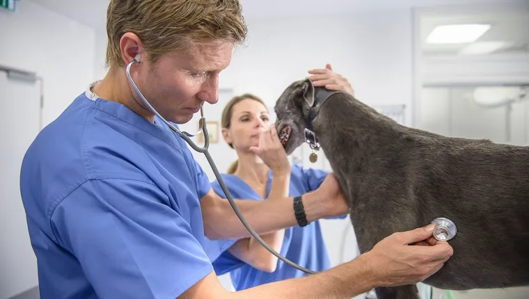 Vets examining greyhound with stethoscope on table in veterinary surgery