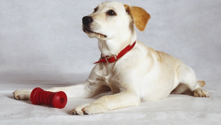 Golden Labrador puppy lying down, wearing red collar and tag, red teeth-cleaning toy between his front legs, head raised, alert expression, angled side view.