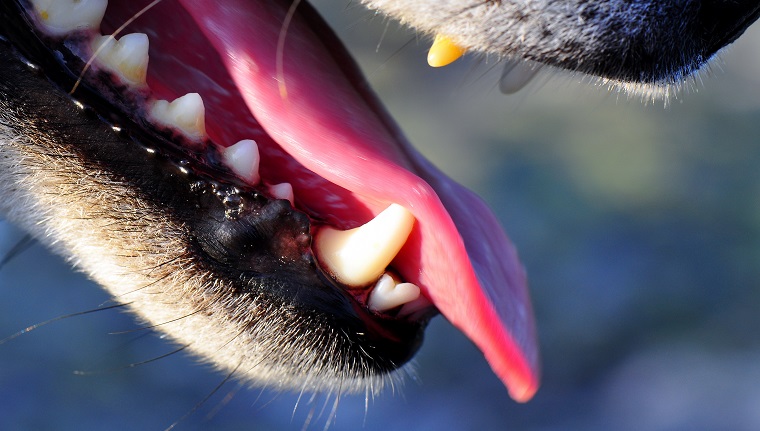 Does Your Dog Have A Tooth Infection? Here Are 4 Possible Signs - DogTime