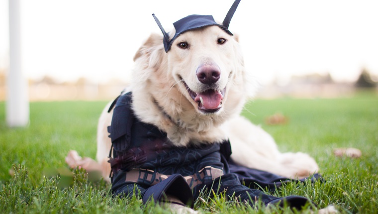 10 Best Halloween Costumes For Large Dogs [PICTURES]