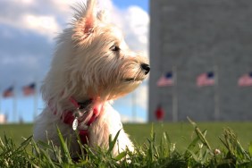 West Highland Terrier showing American pride at Washington Monument in Washington DC