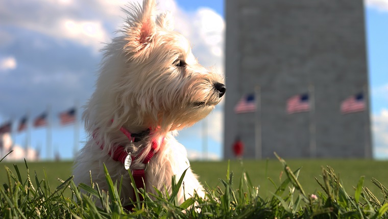West Highland Terrier showing American pride at Washington Monument in Washington DC