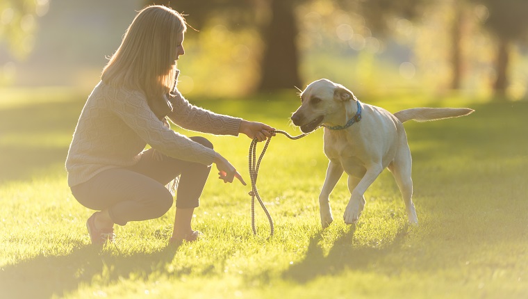 How To Get A Job As A Dog Walker - DogTime