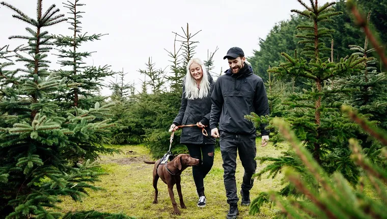 A stylish young couple walking their dog outdoors in pine forest, on the hunt for a christmas tree for their home.