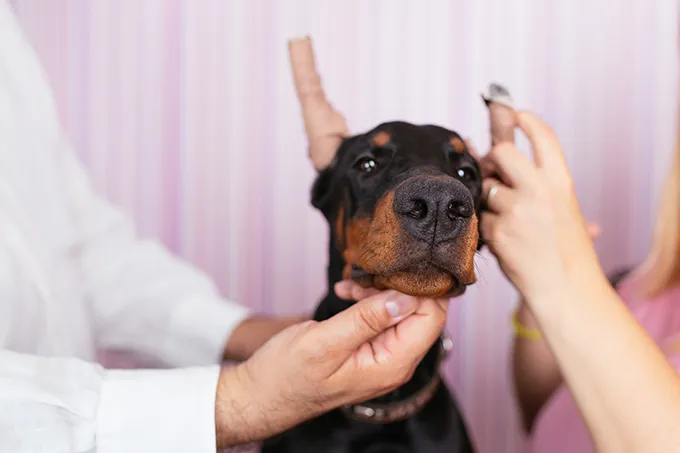 does tail docking hurt dogs