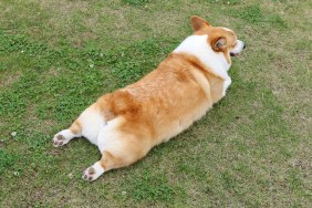 Behind the belly corgi behind. Cute butt. Hind legs. On the lawn.