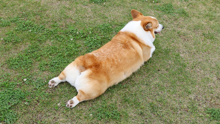 Behind the belly corgi behind. Cute butt. Hind legs. On the lawn.