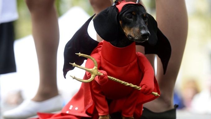 Wiener Dog Costume For Humans
 10 Best Wiener Dog Costumes For Halloween [PICTURES] DogTime