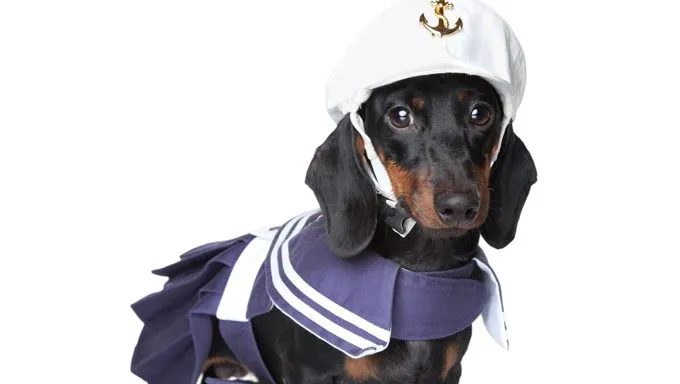 sailor costume dachshund